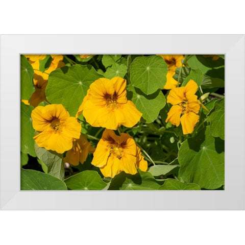 Nasturtiums growing in and around a plant cage White Modern Wood Framed Art Print by Horton, Janet