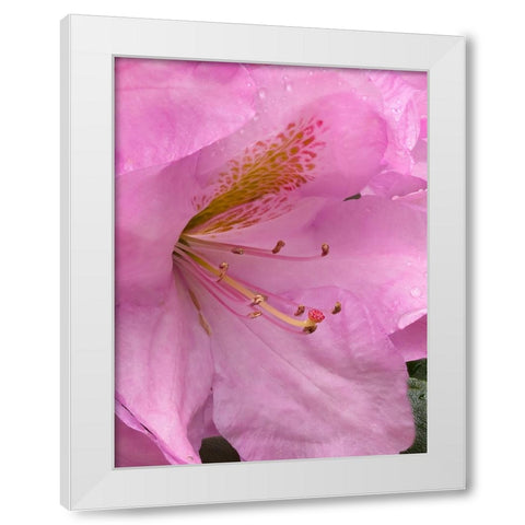 Rhododendron flower White Modern Wood Framed Art Print by Wild, Jamie and Judy