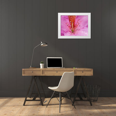Rhododendron flower White Modern Wood Framed Art Print by Wild, Jamie and Judy