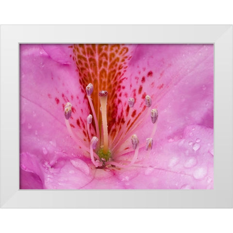Rhododendron flower White Modern Wood Framed Art Print by Wild, Jamie and Judy