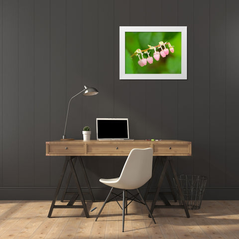 Salal flowers White Modern Wood Framed Art Print by Wild, Jamie and Judy