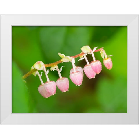 Salal flowers White Modern Wood Framed Art Print by Wild, Jamie and Judy