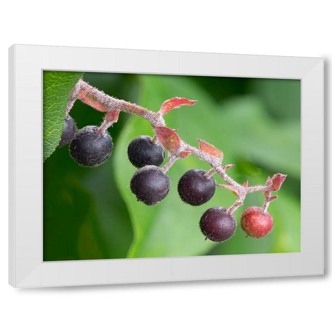 Salal berries White Modern Wood Framed Art Print by Wild, Jamie and Judy
