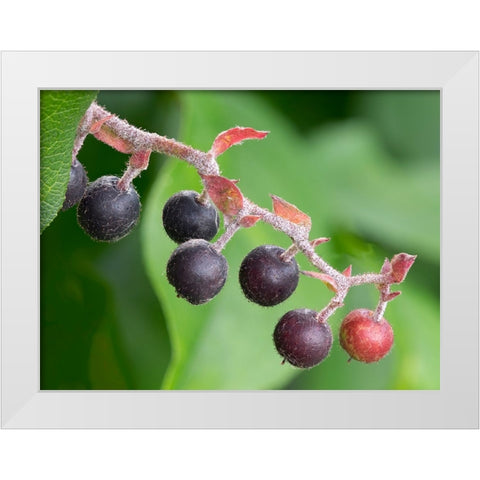 Salal berries White Modern Wood Framed Art Print by Wild, Jamie and Judy