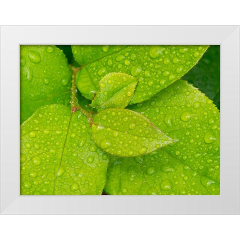 Water drops on Salal leaves White Modern Wood Framed Art Print by Wild, Jamie and Judy