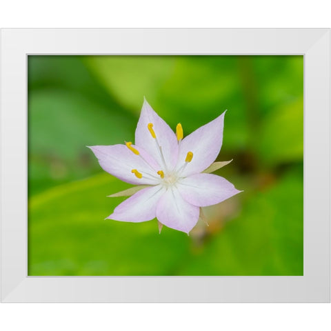 Star flower White Modern Wood Framed Art Print by Wild, Jamie and Judy