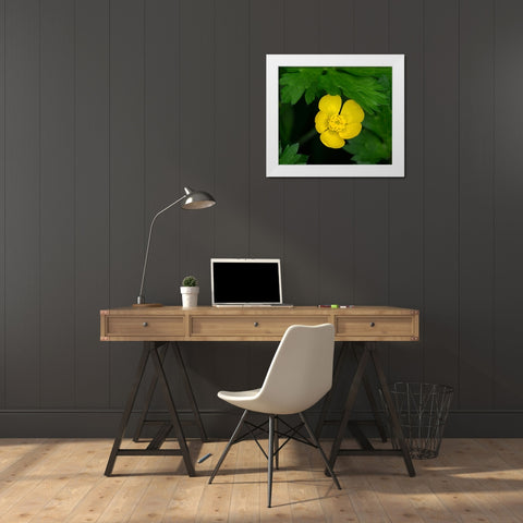 Creeping Buttercup White Modern Wood Framed Art Print by Wild, Jamie and Judy