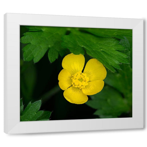 Creeping Buttercup White Modern Wood Framed Art Print by Wild, Jamie and Judy