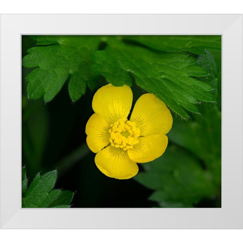 Creeping Buttercup White Modern Wood Framed Art Print by Wild, Jamie and Judy
