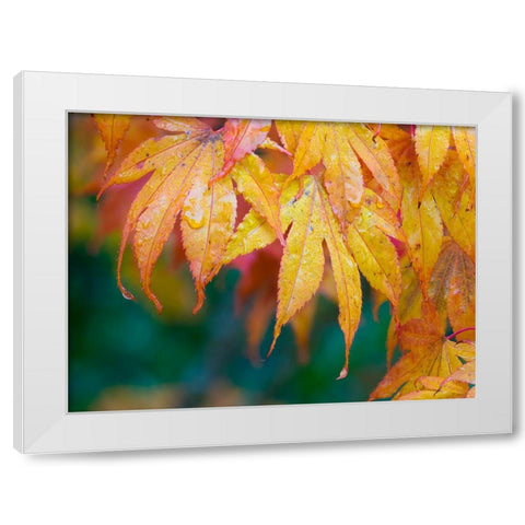 Maple leaves White Modern Wood Framed Art Print by Wild, Jamie and Judy