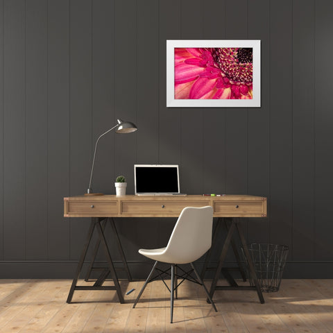 Close-up image of a red Gerber Daisy White Modern Wood Framed Art Print by Sullivan, Karen Ann