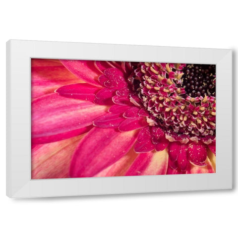 Close-up image of a red Gerber Daisy White Modern Wood Framed Art Print by Sullivan, Karen Ann
