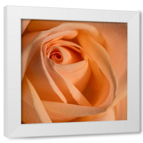 Close-up image of a rose White Modern Wood Framed Art Print by Sullivan, Karen Ann