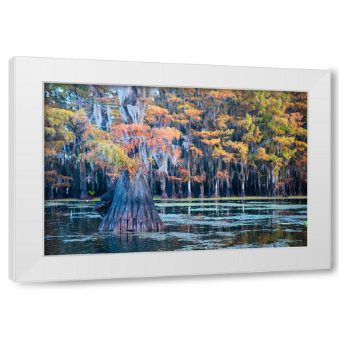 Bald cypress in autumn color White Modern Wood Framed Art Print by Ditto, Larry