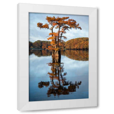 Bald cypress in autumn color White Modern Wood Framed Art Print by Ditto, Larry