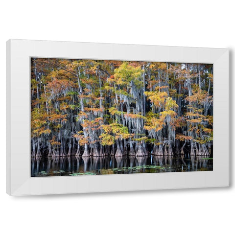Bald cypress trees and water lilies at Caddo Lake- Texas White Modern Wood Framed Art Print by Ditto, Larry