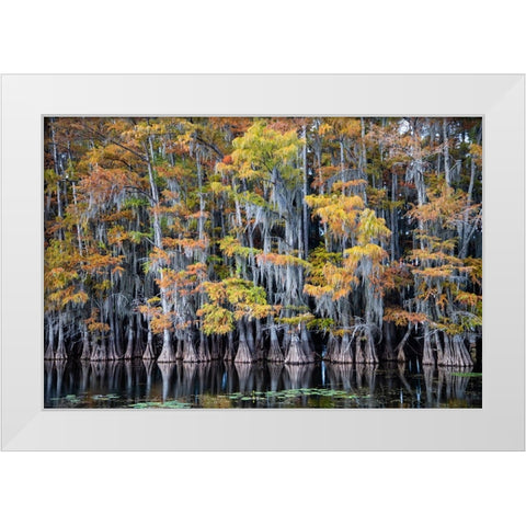 Bald cypress trees and water lilies at Caddo Lake- Texas White Modern Wood Framed Art Print by Ditto, Larry