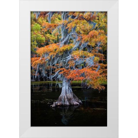 Bald cypress and Spanish moss in autumn color White Modern Wood Framed Art Print by Ditto, Larry