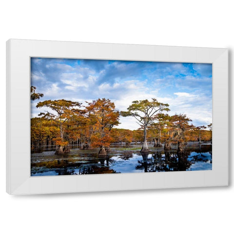 Bald cypress in autumn color at Caddo Lake- Texas. White Modern Wood Framed Art Print by Ditto, Larry