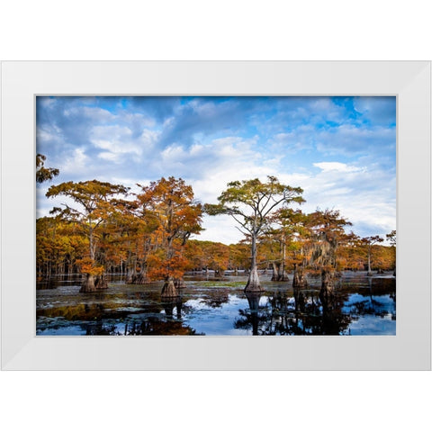 Bald cypress in autumn color at Caddo Lake- Texas. White Modern Wood Framed Art Print by Ditto, Larry