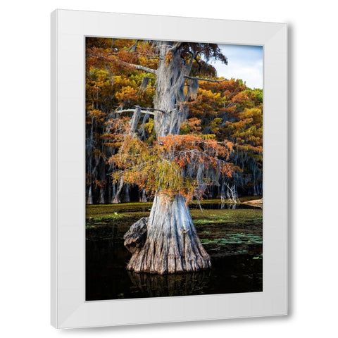 Bald cypress and Spanish moss- Caddo Lake- Texas White Modern Wood Framed Art Print by Ditto, Larry