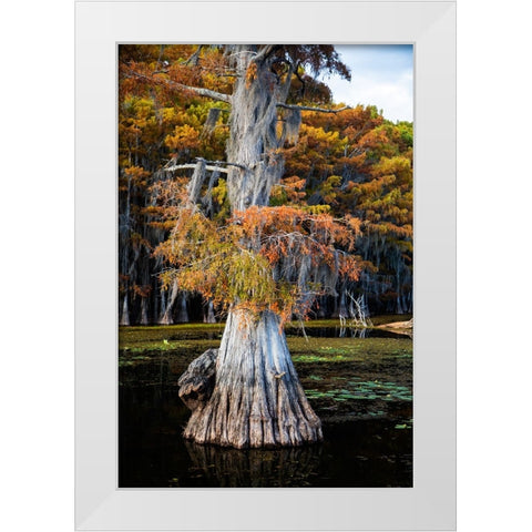 Bald cypress and Spanish moss- Caddo Lake- Texas White Modern Wood Framed Art Print by Ditto, Larry