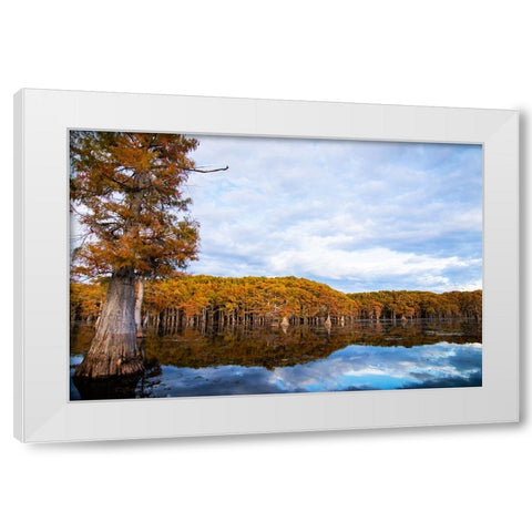Bald cypress forest- Caddo Lake- Texas White Modern Wood Framed Art Print by Ditto, Larry