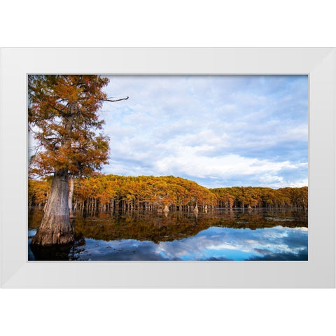 Bald cypress forest- Caddo Lake- Texas White Modern Wood Framed Art Print by Ditto, Larry