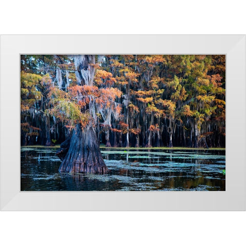 Bald cypress in fall color White Modern Wood Framed Art Print by Ditto, Larry
