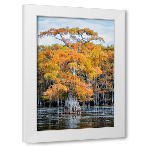 Bald cypress in autumn color White Modern Wood Framed Art Print by Ditto, Larry