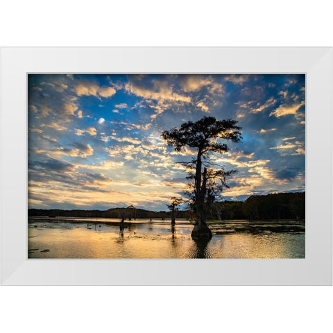 Bald cypress silhouetted at sunrise- Caddo Lake- Texas White Modern Wood Framed Art Print by Ditto, Larry