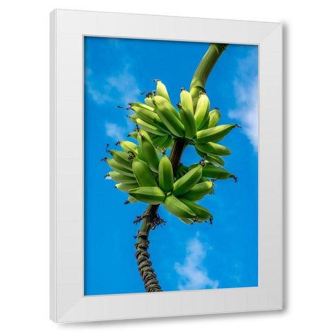 Bunch of bananas on tree White Modern Wood Framed Art Print by Engelbrecht, Lisa S.
