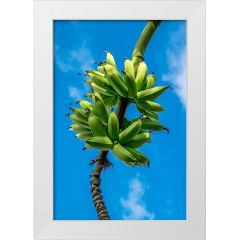Bunch of bananas on tree White Modern Wood Framed Art Print by Engelbrecht, Lisa S.