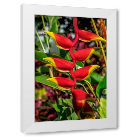 Heliconia White Modern Wood Framed Art Print by Engelbrecht, Lisa S.