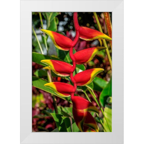 Heliconia White Modern Wood Framed Art Print by Engelbrecht, Lisa S.