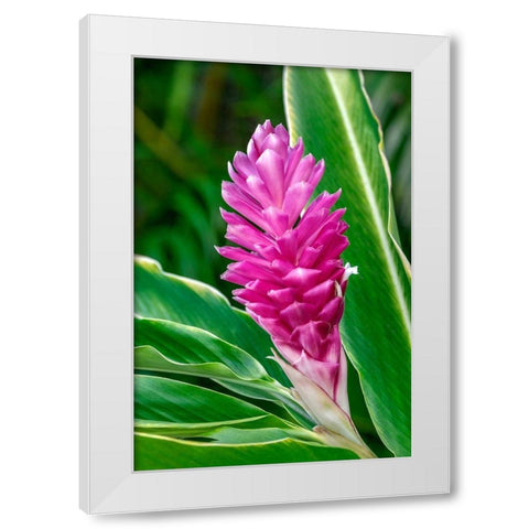 Pink Ginger plant White Modern Wood Framed Art Print by Engelbrecht, Lisa S.