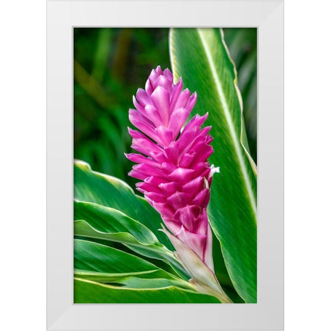 Pink Ginger plant White Modern Wood Framed Art Print by Engelbrecht, Lisa S.