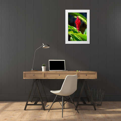 Red Ginger plant White Modern Wood Framed Art Print by Engelbrecht, Lisa S.