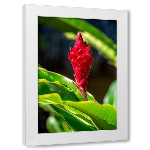 Red Ginger plant White Modern Wood Framed Art Print by Engelbrecht, Lisa S.