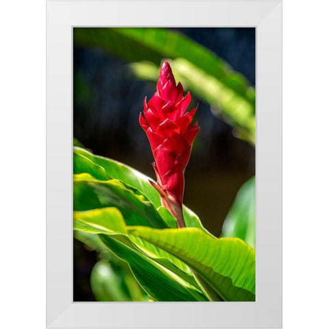Red Ginger plant White Modern Wood Framed Art Print by Engelbrecht, Lisa S.