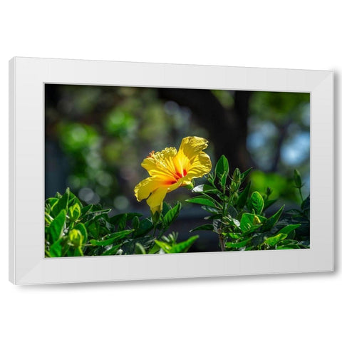 Yellow Hibiscus White Modern Wood Framed Art Print by Engelbrecht, Lisa S.