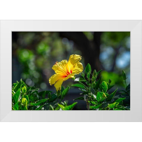 Yellow Hibiscus White Modern Wood Framed Art Print by Engelbrecht, Lisa S.