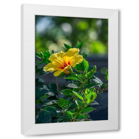 Yellow Hibiscus White Modern Wood Framed Art Print by Engelbrecht, Lisa S.