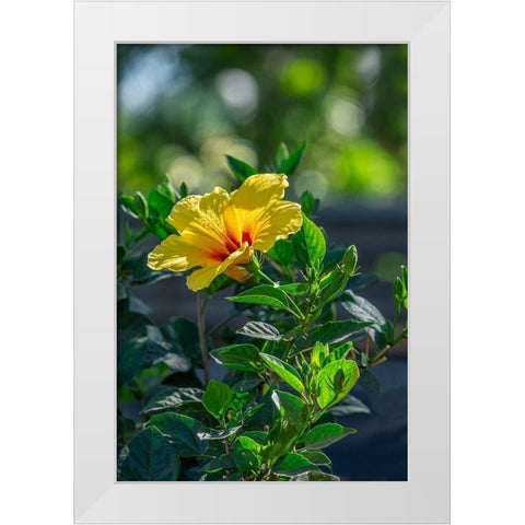 Yellow Hibiscus White Modern Wood Framed Art Print by Engelbrecht, Lisa S.