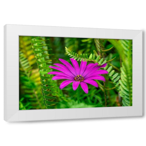 African daisy White Modern Wood Framed Art Print by Engelbrecht, Lisa S.