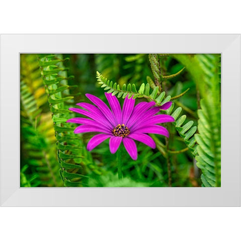 African daisy White Modern Wood Framed Art Print by Engelbrecht, Lisa S.