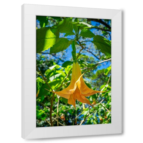 Angels Trumpet flower White Modern Wood Framed Art Print by Engelbrecht, Lisa S.