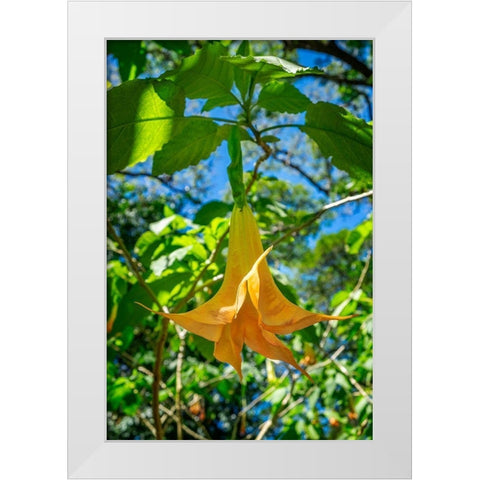 Angels Trumpet flower White Modern Wood Framed Art Print by Engelbrecht, Lisa S.