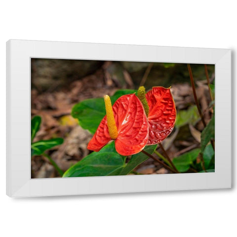 Anthurium White Modern Wood Framed Art Print by Engelbrecht, Lisa S.