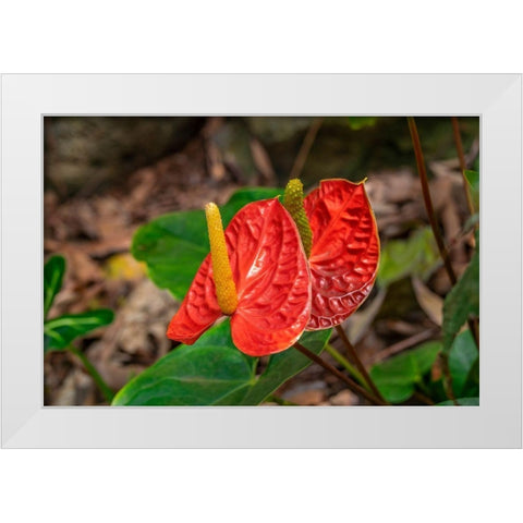 Anthurium White Modern Wood Framed Art Print by Engelbrecht, Lisa S.